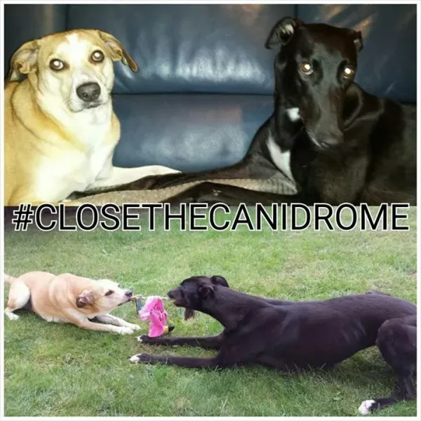 12087405 583480095143517 1867617203 n