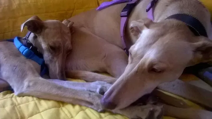 12088339 10206652461303875 8132044857879176104 n