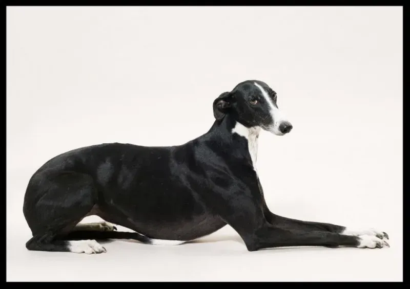 12088356 904196116330911 6720797267911089104 n