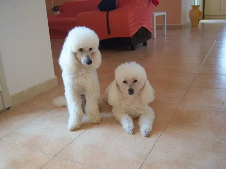 12088374 10154496068388849 4582325041340717609 n