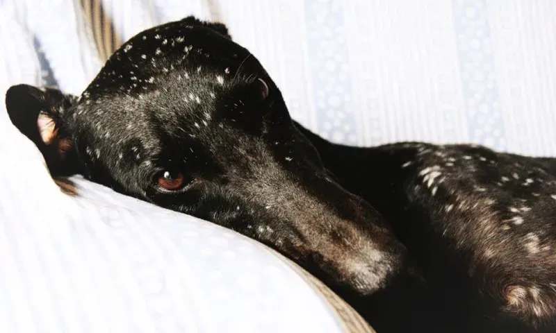 12105867 900119963405193 7243158917084581479 n