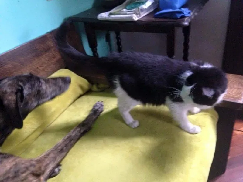 12107724 920381388045717 3405237594798078683 n