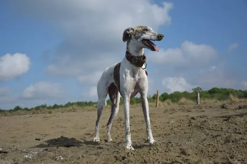 12108076 1485284591773392 3908418904363187157 n