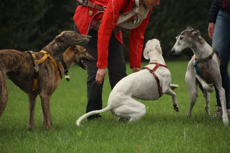 12109785 903128983104291 4571888621053326590 o