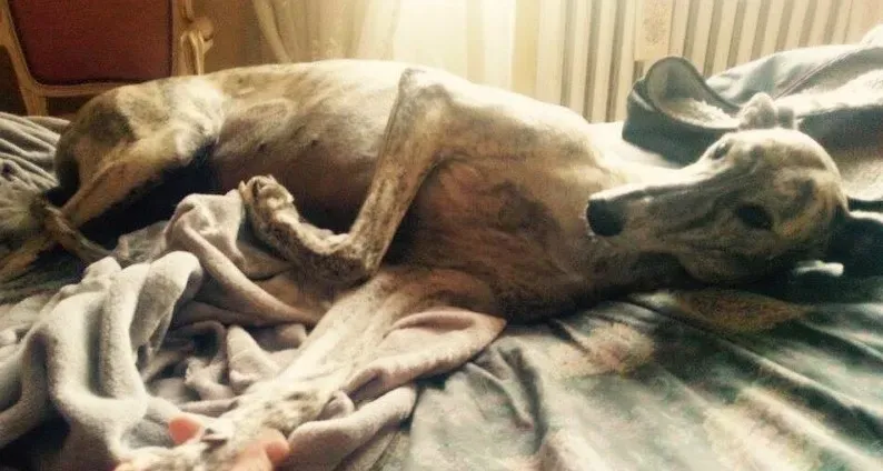 12112050 913415192075670 2772212765118247984 n e1446740767525