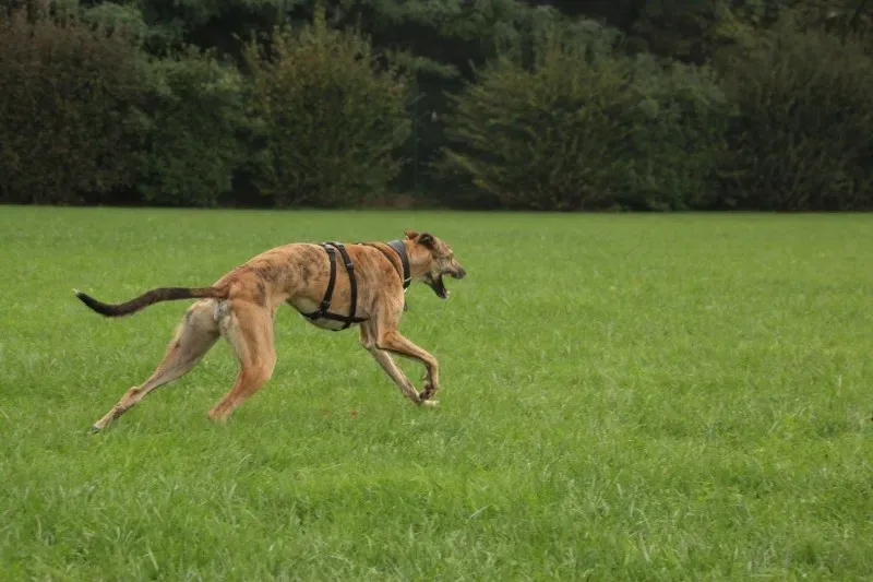 12141106 903129726437550 5111558592763637019 o