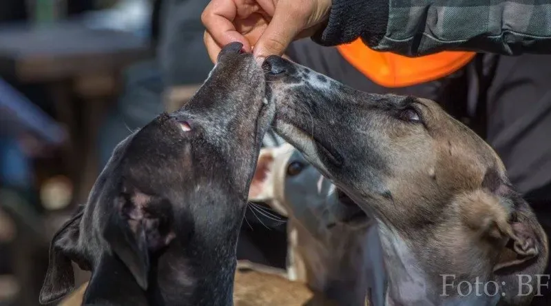 12182769 177495432590491 1359502357282652147 o