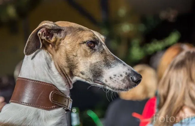 12183810 177496729257028 4384325523344500300 o