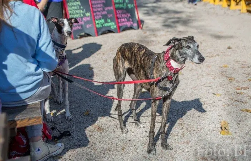 12185052 177496052590429 6989351517912269994 o