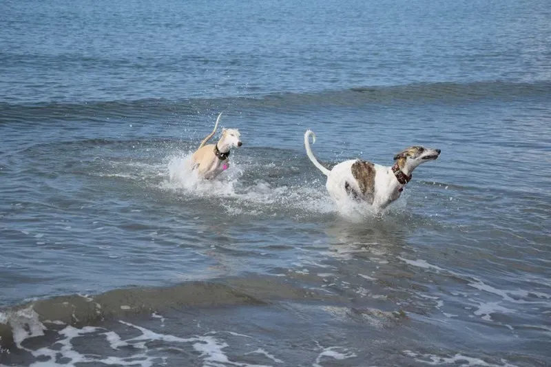 12187771 1485284728440045 4807439492299194939 n