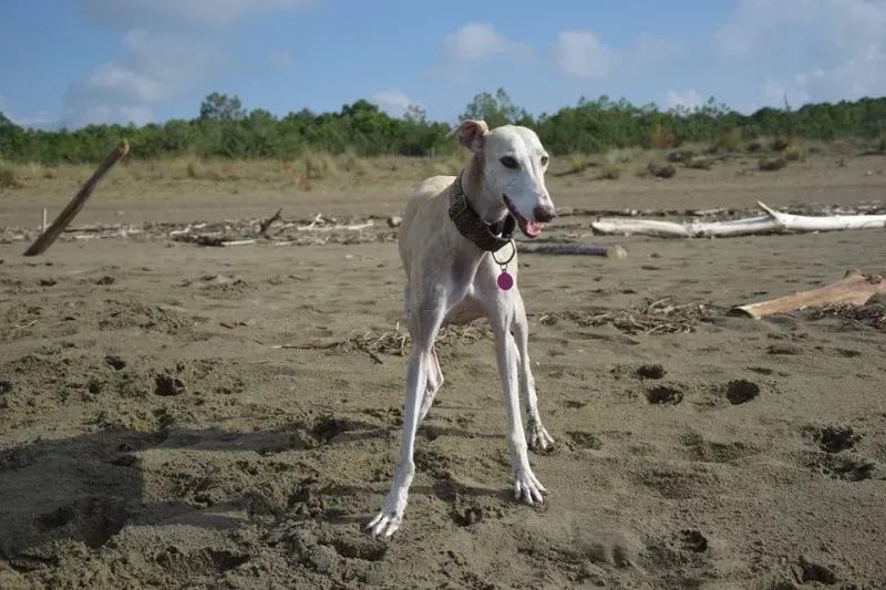 12188995 1485284775106707 9151477778251562618 n