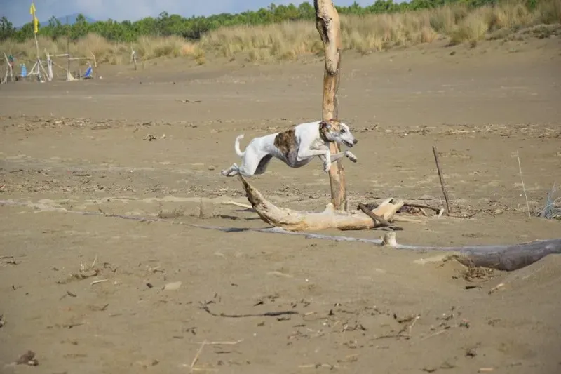 12188995 1485284921773359 4249174578029873499 n