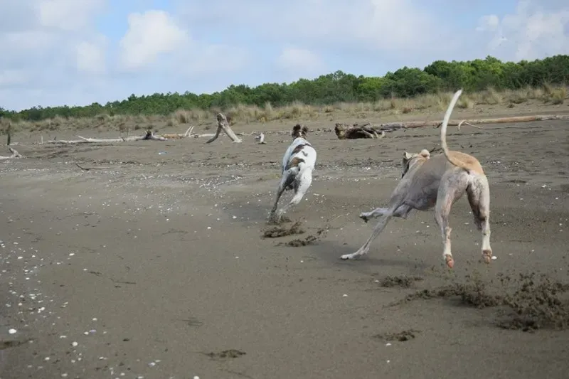 12191510 1485284618440056 4566309187397506259 n