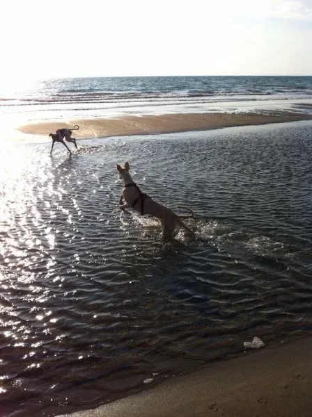 12193414 910165305733992 3986851377285804365 n