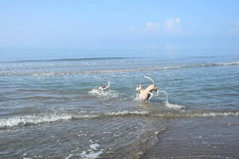 12196147 1485284935106691 3621184273047071183 n