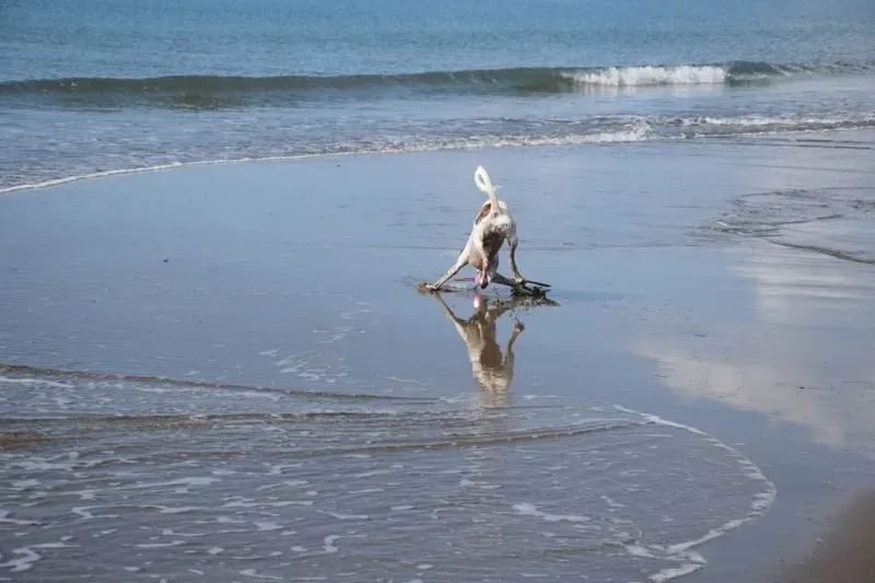 12196290 1485284951773356 4139931429605914540 n