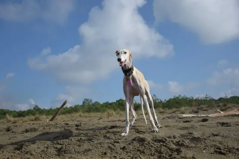 12208409 1485284558440062 7925634622496254170 n