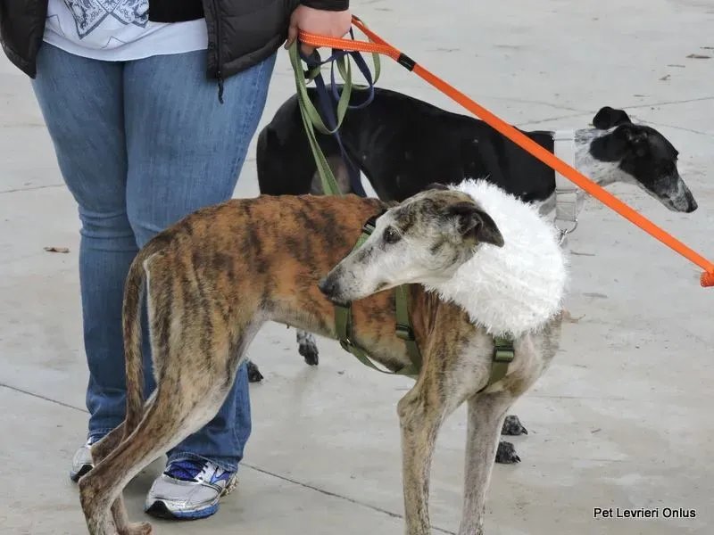 12208809 918535508230305 3703335846983538561 n