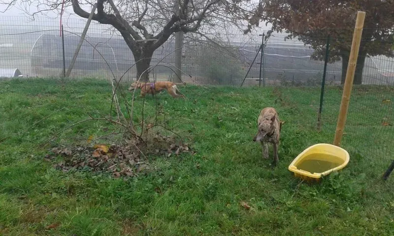 12208828 918412948242561 3251453095878326717 n