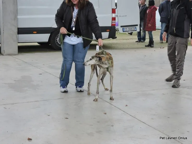 12219356 918530328230823 2984309568393808760 n