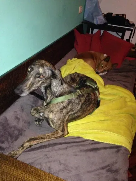 12219406 918283238255532 4012753923838276196 n