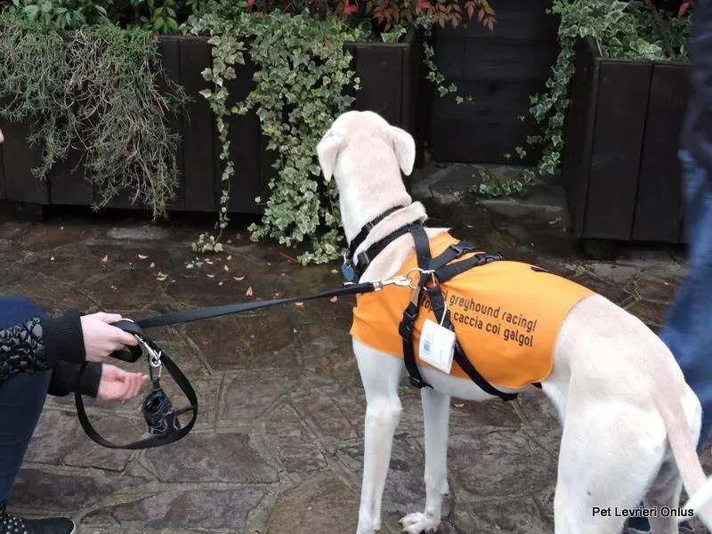 12219431 918538181563371 1864211660610046381 n