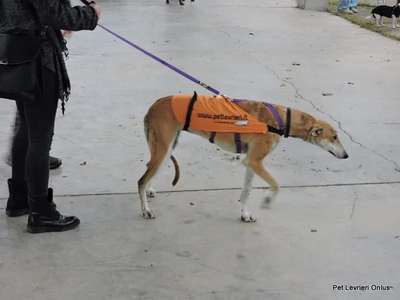 12219577 918529968230859 7684288566070579323 n