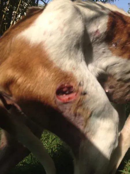 12231146 10153033741950194 2069343772 n