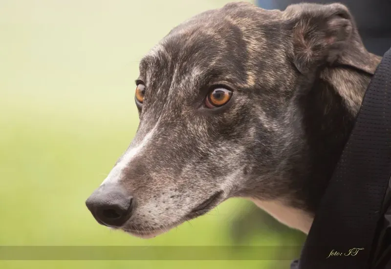 12232747 918296498239754 3132670270650819761 o