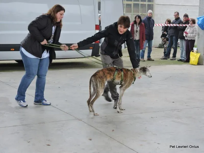 12235055 918530294897493 1940748534643088694 n