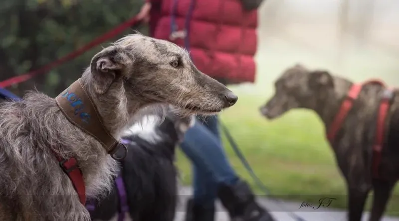 12235143 921018114648711 1478338168837123455 n