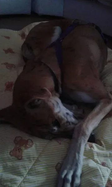 12239474 918285788255277 7626501418392494578 n