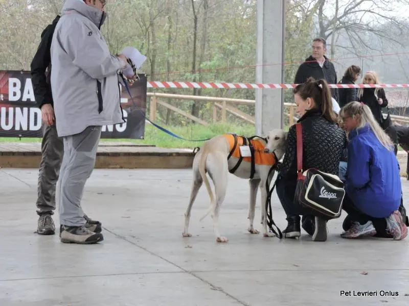 12239476 918532238230632 1548886747412967409 n