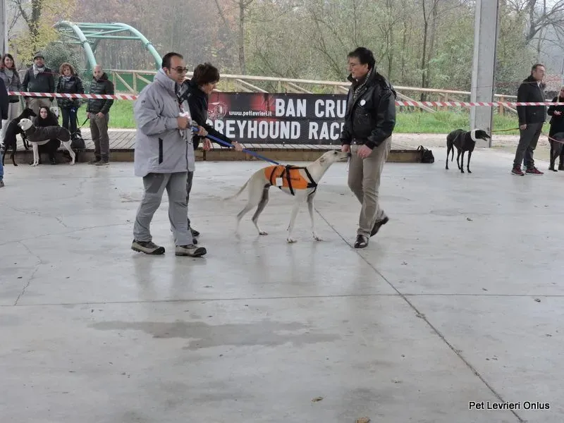 12239479 918532014897321 1813045892463791806 n