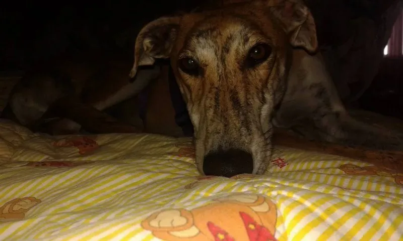 12239579 918285781588611 1611632710288648080 n