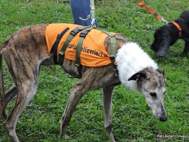 12239637 918538884896634 8596818205875409565 n