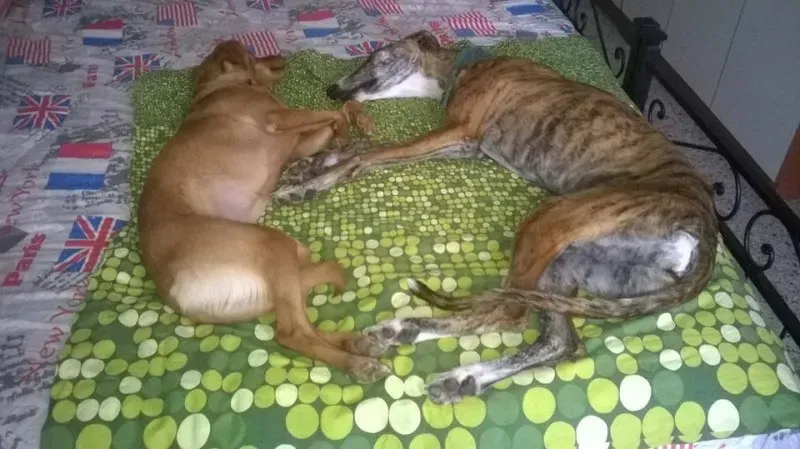 12239730 918414554909067 3716843006882577140 n