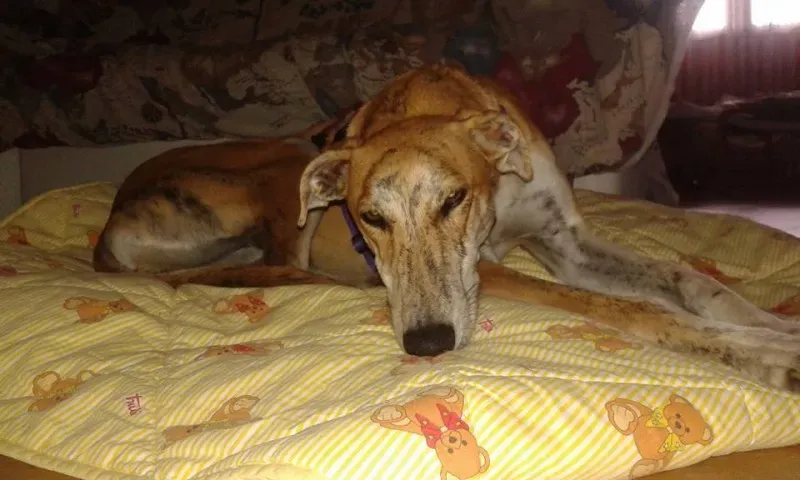 12239924 918285804921942 1552893694988268597 n