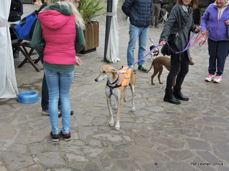 12239970 918535738230282 2348792197105067774 n