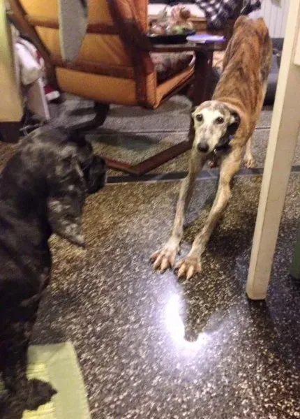 12241490 10208243250790054 5905379524977019730 n