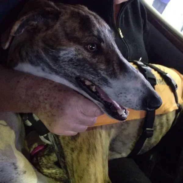 12241509 918284531588736 6694155363441323840 n