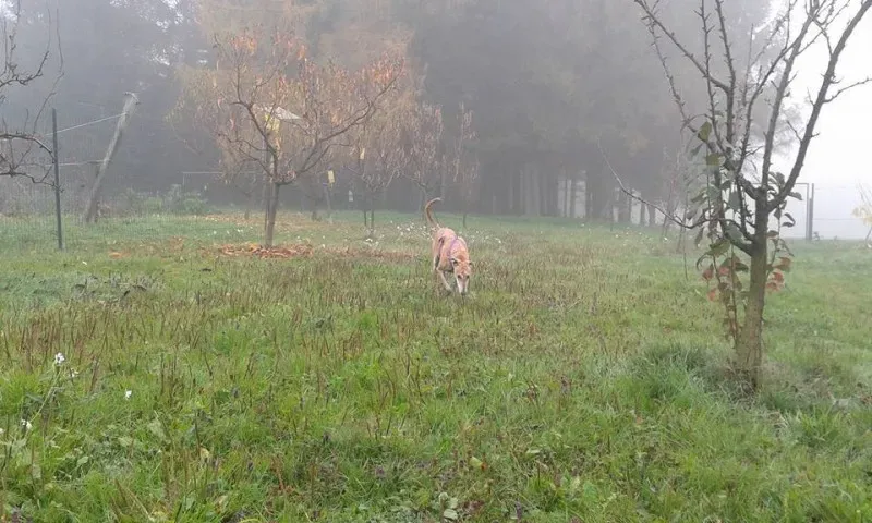 12243569 918413008242555 6498769270132019868 n