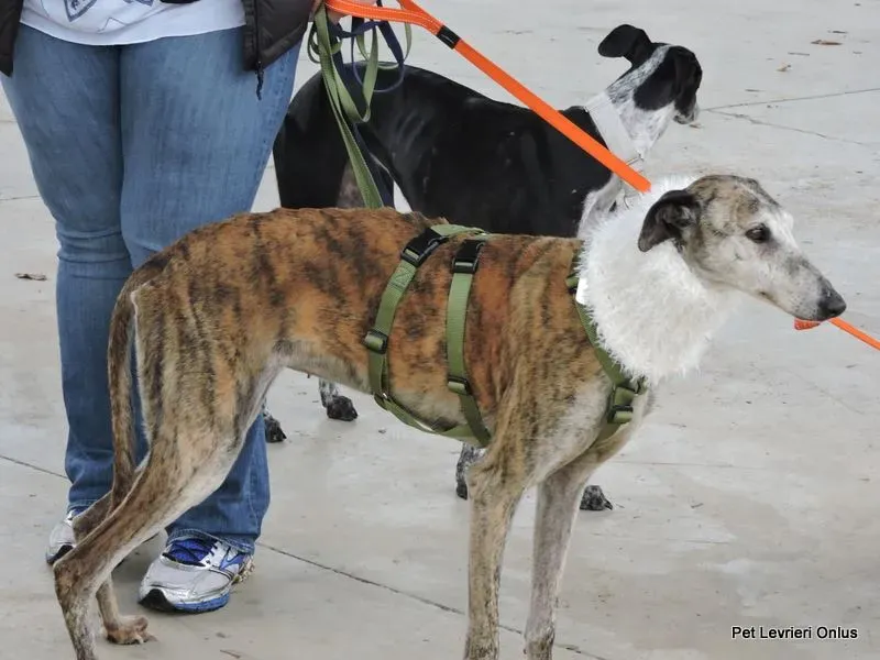 12247010 918535471563642 6560507329271136047 n