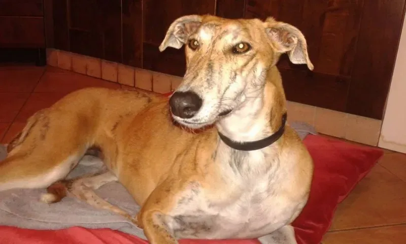 12249920 918286334921889 5618483314918535192 n