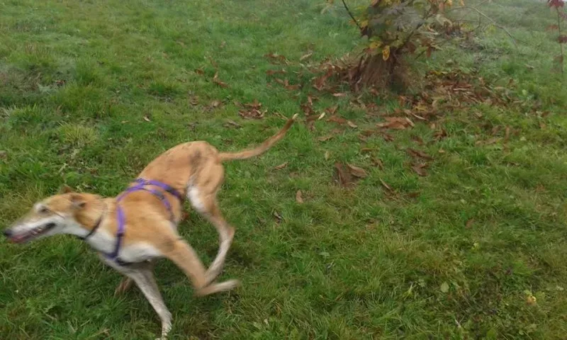 12249954 918412804909242 5039306198861931914 n