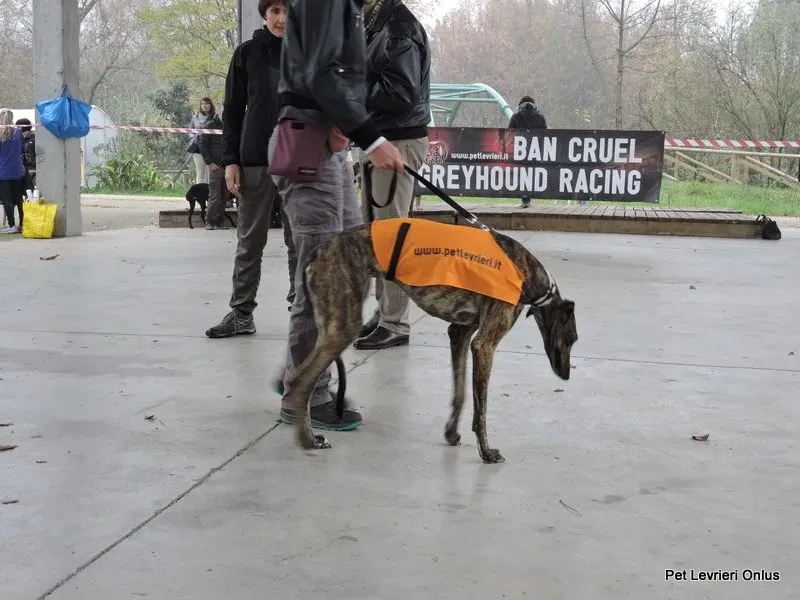 12274511 918531408230715 2698889158451905477 n