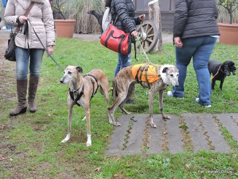 12274631 918538604896662 6364596188186975159 n