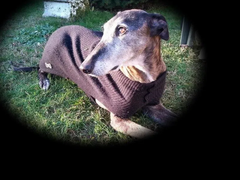 12274638 924040124346510 7866228181048209492 n