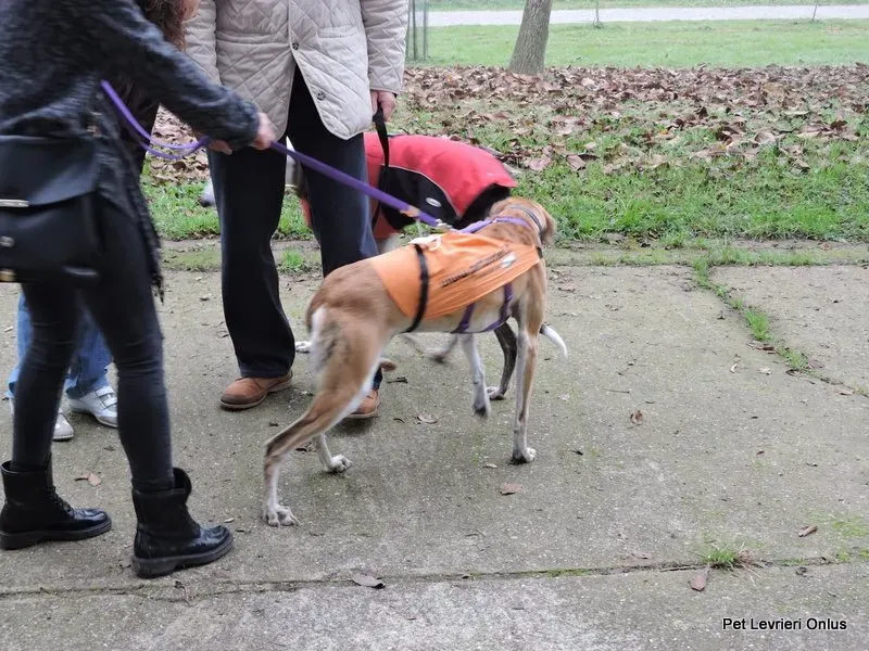 12274647 918529988230857 39665485250585501 n