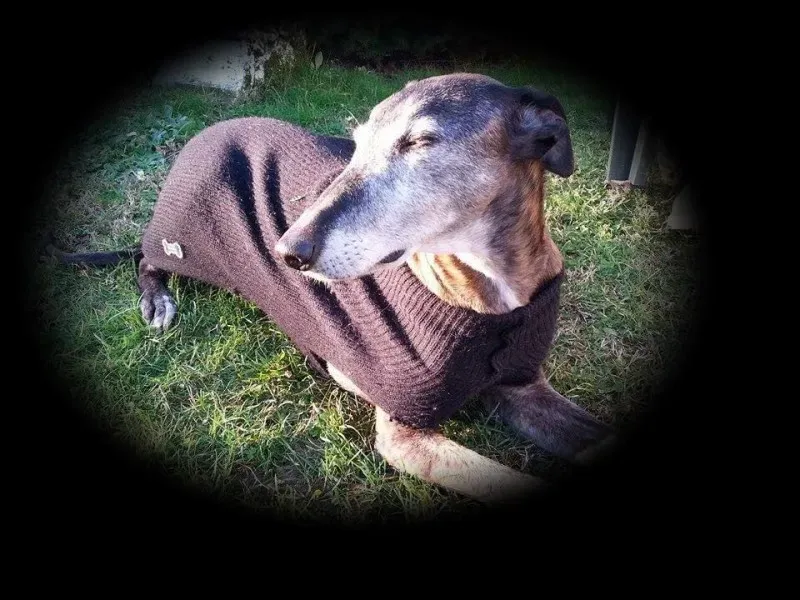 12278683 924040131013176 452782982001501495 n